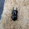 台灣條背大鍬形蟲 ♂40mm 成對
