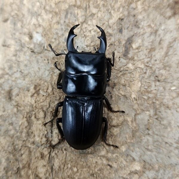 台灣條背大鍬形蟲 ♂40mm 成對
