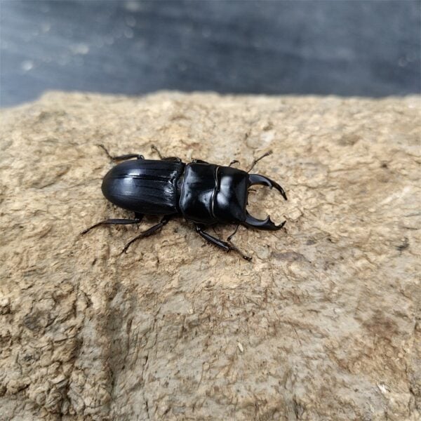 台灣條背大鍬形蟲 ♂40mm 成對