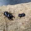 台灣條背大鍬形蟲 ♂40mm 成對