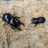 台灣條背大鍬形蟲 ♂40mm 成對