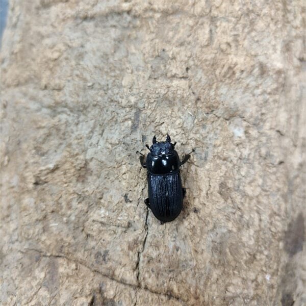 台灣條背大鍬形蟲 ♂40mm 成對