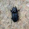 台灣條背大鍬形蟲 ♂40mm 成對