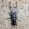 美他利佛細身赤鍬形蟲 ♂83mm 成對