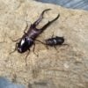美他利佛細身赤鍬形蟲 ♂83mm 成對