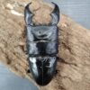 蘇門答臘巨扁鍬形蟲 ♂98mm 成對
