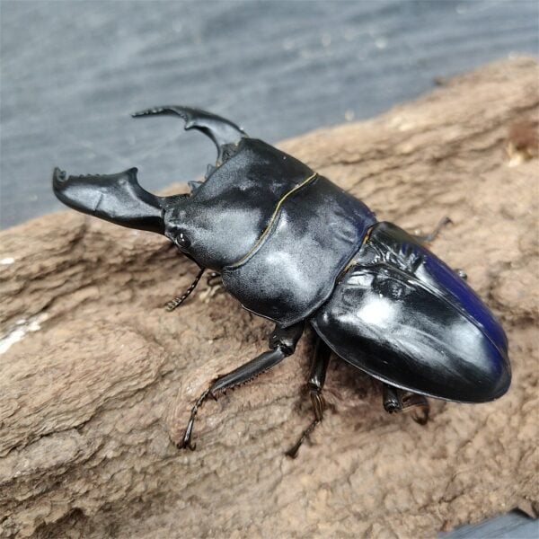 蘇門答臘巨扁鍬形蟲 ♂98mm 成對