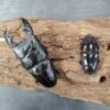 蘇門答臘巨扁鍬形蟲 ♂98mm 成對