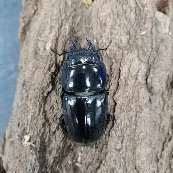 蘇門答臘巨扁鍬形蟲 ♂98mm 成對