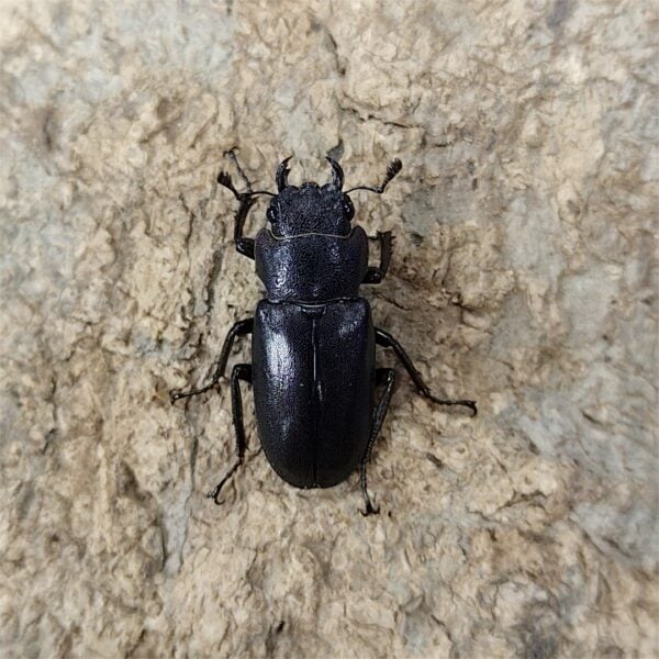 美他利佛細身赤鍬形蟲 ♂83mm 成對