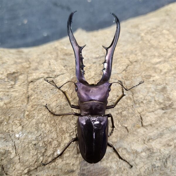 美他利佛細身赤鍬形蟲 ♂83mm 成對