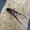 美他利佛細身赤鍬形蟲 ♂83mm 成對