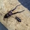 美他利佛細身赤鍬形蟲 ♂83mm 成對