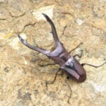 美他利佛細身赤鍬形蟲CMF（白眼湖水綠血統）♂54mm 單公