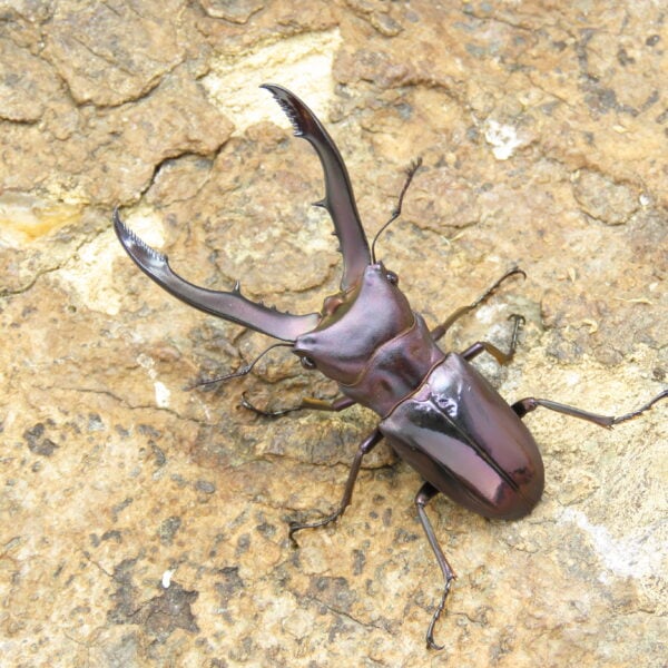 美他利佛細身赤鍬形蟲CMF（白眼湖水綠血統）♂54mm 單公