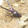 美他利佛細身赤鍬形蟲CMF（白眼湖水綠血統）♂54mm 單公