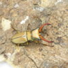 阿拉蓋瑞細身赤鍬形蟲CA（親代65、WF1）♂ 50mm 成對