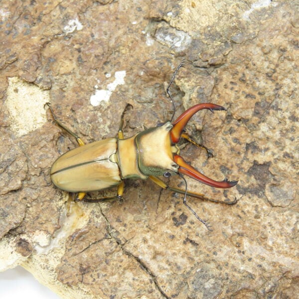 阿拉蓋瑞細身赤鍬形蟲CA（親代65、WF1）♂ 50mm 成對