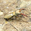 阿拉蓋瑞細身赤鍬形蟲CA（親代65、WF1）♂ 50mm 成對