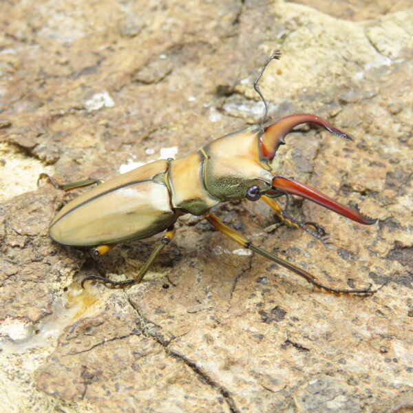 阿拉蓋瑞細身赤鍬形蟲CA（親代65、WF1）♂ 50mm 成對