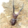 美他利佛細身赤鍬形蟲CMF（湖水綠血統）♂ 78/77mm 成對 NO.1