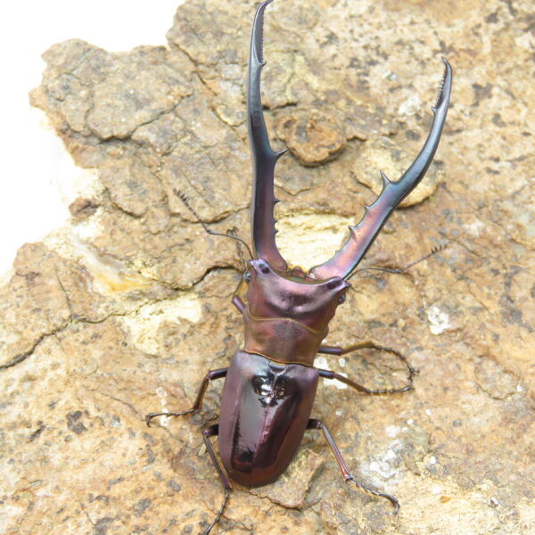 美他利佛細身赤鍬形蟲CMF（湖水綠血統）♂ 78/77mm 成對 NO.1