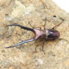 美他利佛細身赤鍬形蟲CMF（湖水綠血統）♂ 78/77mm 成對 NO.1