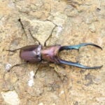 美他利佛細身赤鍬形蟲CMF（湖水綠血統）♂ 74mm 成對 NO.2