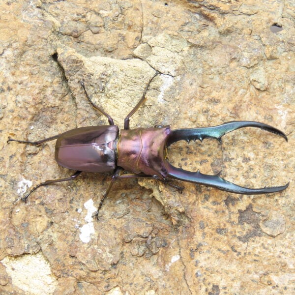 美他利佛細身赤鍬形蟲CMF（湖水綠血統）♂ 74mm 成對 NO.2