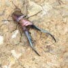 美他利佛細身赤鍬形蟲CMF（湖水綠血統）♂ 74mm 成對 NO.2
