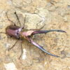 美他利佛細身赤鍬形蟲CMF（湖水綠白眼血統）♂ 75mm 成對 NO.3