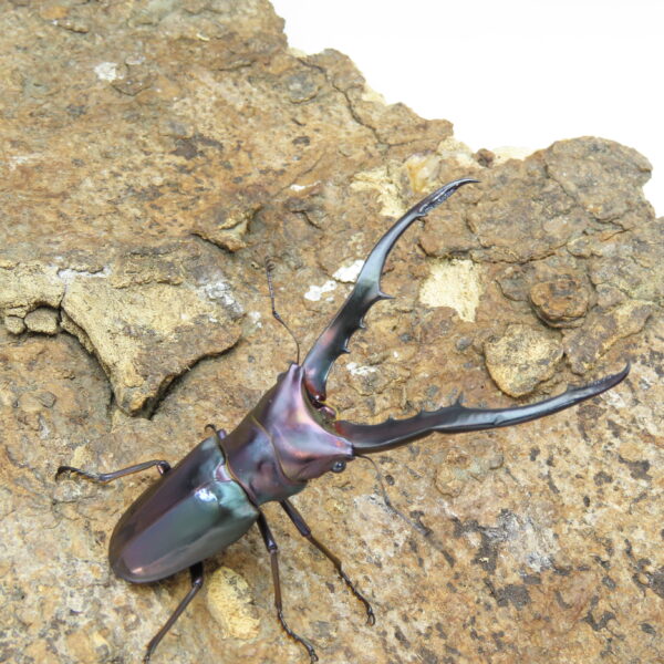 美他利佛細身赤鍬形蟲CMF（湖水綠白眼血統）♂ 75mm 成對 NO.4