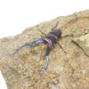 美他利佛細身赤鍬形蟲CMF（湖水綠白眼血統）♂ 75mm 成對 NO.4