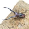 美他利佛細身赤鍬形蟲CMF（湖水綠白眼血統）♂ 75mm 成對 NO.4