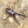 美他利佛細身赤鍬形蟲CMF（湖水綠白眼血統）♂ 68mm 成對 NO.5
