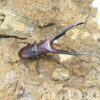 美他利佛細身赤鍬形蟲CMF（湖水綠白眼血統）♂ 68mm 成對 NO.5
