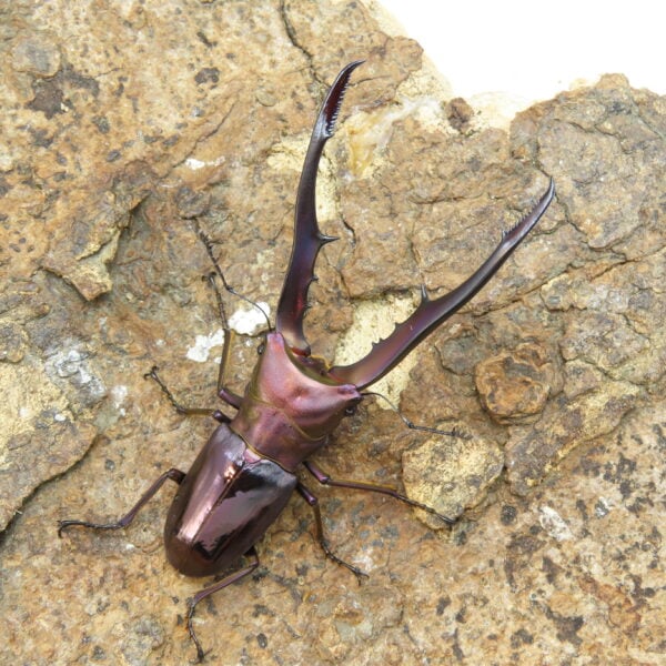 美他利佛細身赤鍬形蟲CMF（湖水綠白眼血統）♂ 76/75mm 一公兩母 NO.6