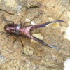 美他利佛細身赤鍬形蟲CMF（湖水綠白眼血統）♂ 76/75mm 一公兩母 NO.6