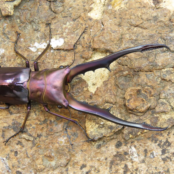 美他利佛細身赤鍬形蟲CMF（湖水綠白眼血統）♂ 76/75mm 一公兩母 NO.6