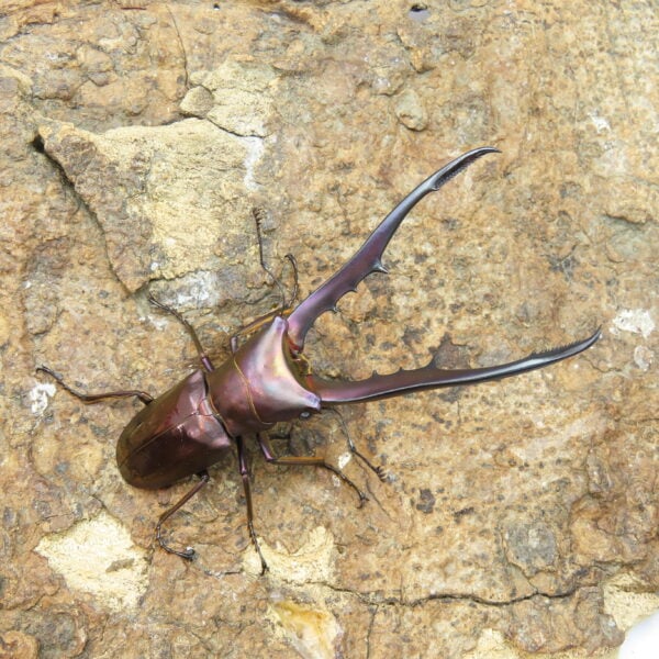 美他利佛細身赤鍬形蟲CMF（湖水綠血統）♂ 78mm 一公兩母 NO.7