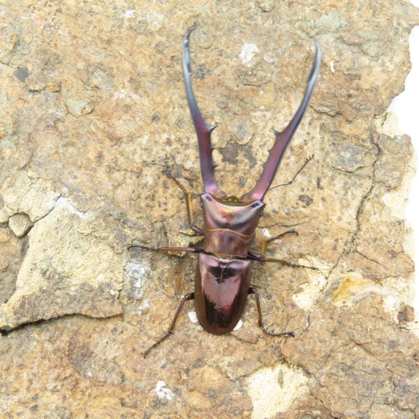 美他利佛細身赤鍬形蟲CMF（湖水綠血統）♂ 78mm 一公兩母 NO.7