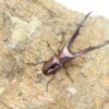美他利佛細身赤鍬形蟲CMF（湖水綠血統）♂ 78mm 一公兩母 NO.7