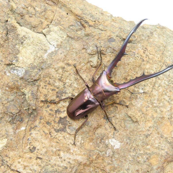 美他利佛細身赤鍬形蟲CMF（湖水綠血統）♂ 78mm 一公兩母 NO.7