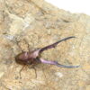 美他利佛細身赤鍬形蟲CMF（湖水綠血統）♂ 78mm 一公兩母 NO.7