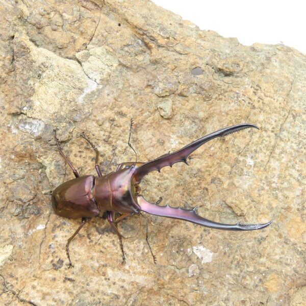 美他利佛細身赤鍬形蟲CMF（湖水綠血統）♂ 78mm 一公兩母 NO.7