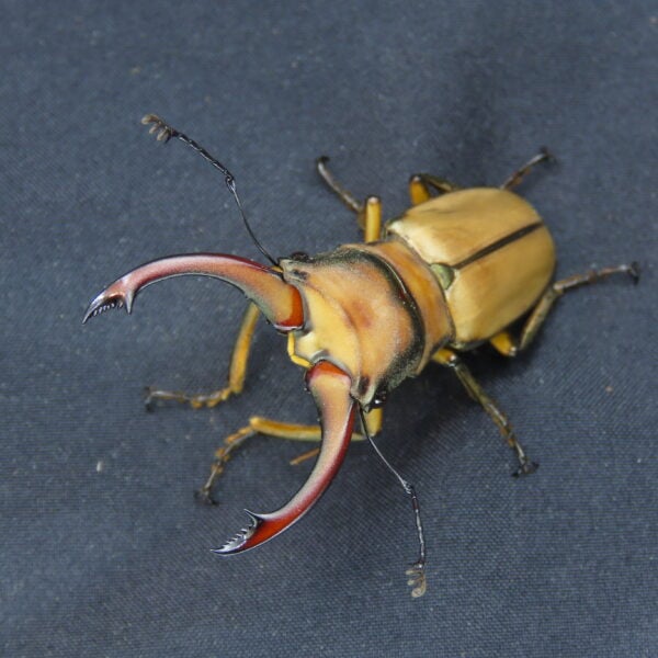 阿拉蓋瑞細身赤鍬形蟲CA（親代65、CBF1）♂ 50mm 成對 NO.1