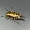 馬場黃金鬼鍬形蟲 ♂68mm 成對