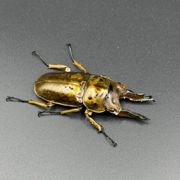 馬場黃金鬼鍬形蟲 ♂68mm 成對