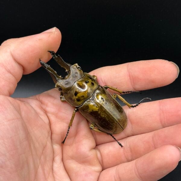 馬場黃金鬼鍬形蟲 ♂68mm 成對