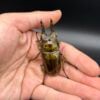 馬場黃金鬼鍬形蟲 ♂68mm 成對